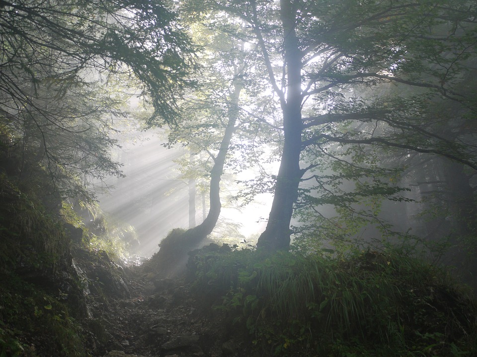 Symbolbild Hoffnung: Waldlichtung, im Hintergrund Sonnenstrahlen, Credit: MonikaP, Pixabay