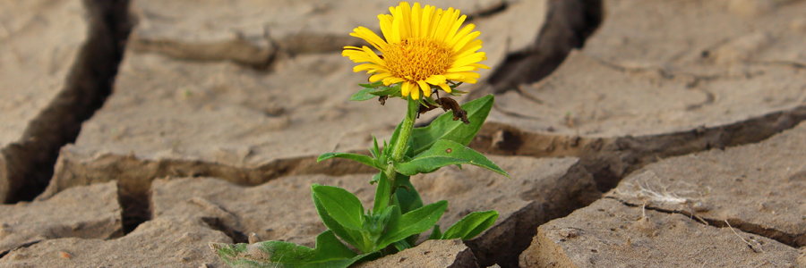 gelbe Blume wächst aus vertrockneter, rissiger Erde, Credit: klimkin, Pixabay