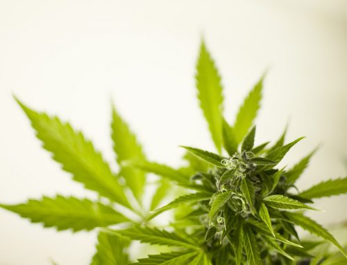Cannabis-Extrakt bei Spastik aufgrund von MS
