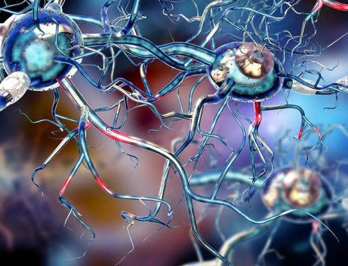 B-Zellen können zu Entzündungen und Schädigungen im Gehirn führen