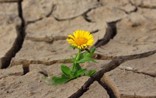 gelbe Blume wächst aus vertrockneter, rissiger Erde, Credit: klimkin, Pixabay