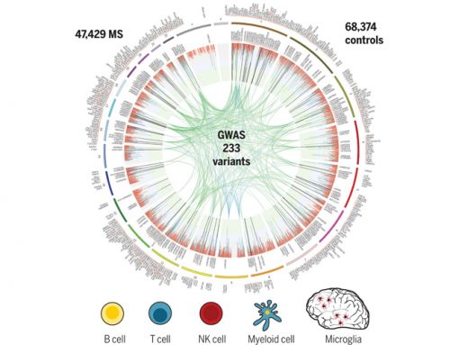 Genetische und genomische Karte der MS-Anfälligkeit