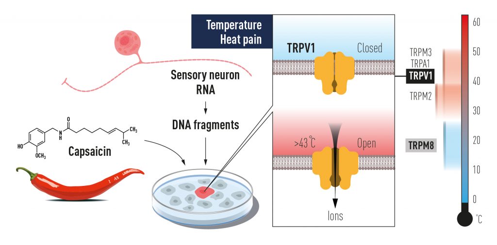Figure 2 David Julius used capsaicin from chili peppers to identify TRPV1, an ion channel activated by painful heat. Additional related ion channels were identified and we now understand how different temperatures can induce electrical signals in the nervous system. Illustrations: © The Nobel Committee for Physiology or Medicine. Illustrator: Mattias Karlén